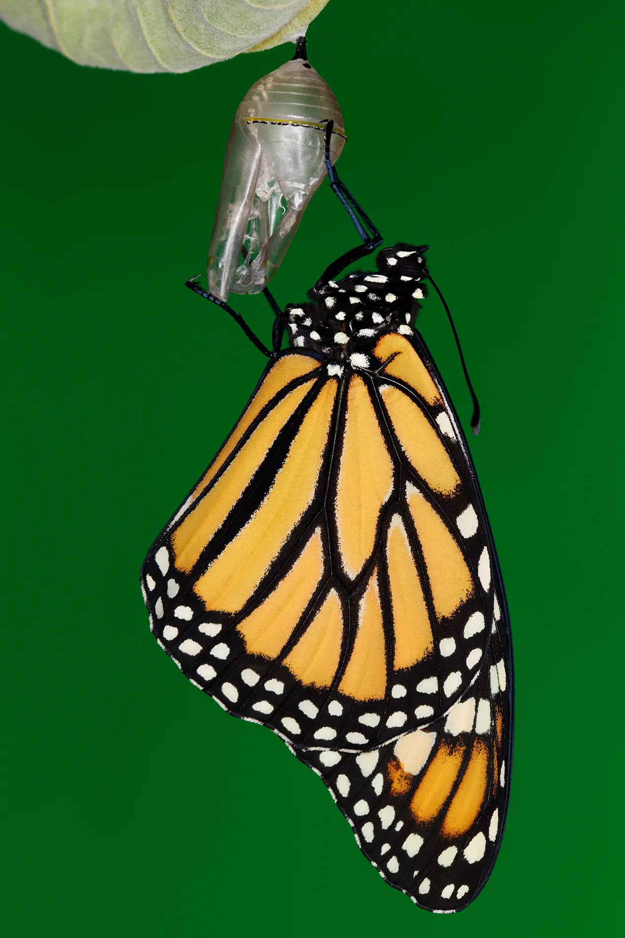 butterfly